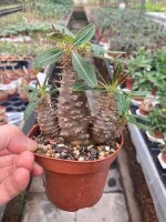 Pachypodium rosulatum