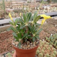Pachypodium rosulatum