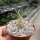 Pachypodium rosulatum