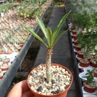 Pachypodium rutenbergianum