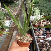 Dracaena draco
