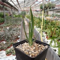Dracaena draco