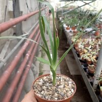 Dracaena draco