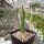 Dracaena draco