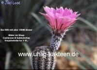 Echinocereus pamanesiorum