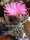 Echinocereus pamanesiorum