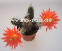 Echinocereus sanpedroensis (subterraneu)