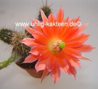 Echinocereus sanpedroensis (subterraneu)