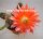 Echinocereus sanpedroensis (subterraneu)
