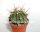 Ferocactus echidne v. rhodanthus Gila-Almolon, Hid., Typstandort