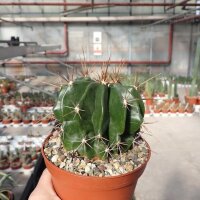Ferocactus echidne v. rafaelensis
