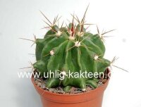 Ferocactus echidne v. rafaelensis