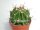Ferocactus echidne v. rafaelensis