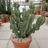 Euphorbia cooperi