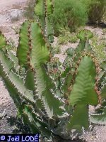 Euphorbia cooperi