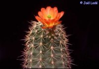 Echinocereus triglochidiatus