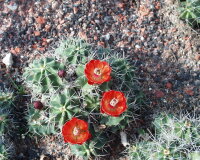 Echinocereus triglochidiatus