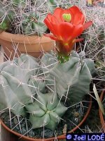 Echinocereus triglochidiatus