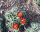 Echinocereus triglochidiatus