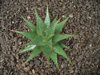 Aloe broomii