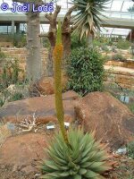 Aloe broomii