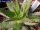 Aloe broomii