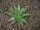 Aloe broomii