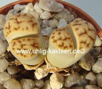 Lithops karasmontana Signalberg