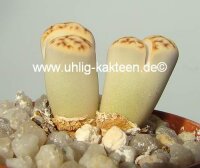 Lithops karasmontana Signalberg