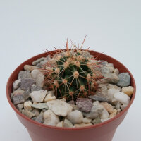 Echinocereus coccineus