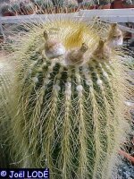 Notocactus leninghausii v. longispina
