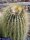 Notocactus leninghausii v. longispina