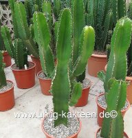 Euphorbia ingens