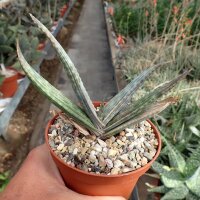Aloe striata