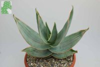 Aloe striata