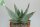 Aloe striata