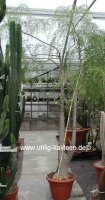 Moringa hildebrandtii