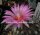 Escobaria vivipara