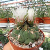 Gymnocalycium pflanzii