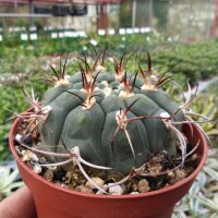 Gymnocalycium pflanzii