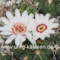 Gymnocalycium pflanzii