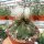 Gymnocalycium pflanzii