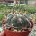 Gymnocalycium pflanzii