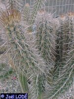 Pilosocereus gounellii