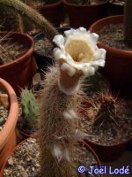 Pilosocereus gounellii