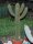 Pilosocereus gounellii
