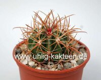 Ferocactus viridescens v. littoralis De Herdt Katalog...