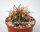 Ferocactus viridescens v. littoralis De Herdt Katalog 351/1968