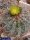 Ferocactus viridescens v. littoralis De Herdt Katalog 351/1968