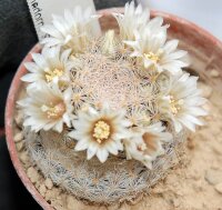 Mammillaria lasiacantha